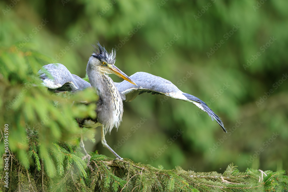 Poster gray heron with outstretched wings in a forest environment of coniferous trees. spring image of euro
