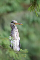 Gray heron with neck outstretched in the forest environment of a European forest. Calm shot of...