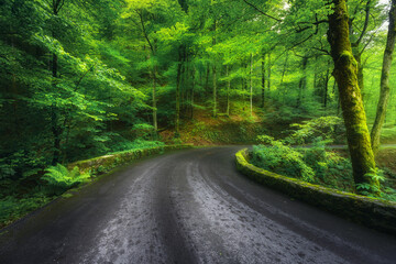 Road in beautiful green forest at sunrise in summer in Plitvice lakes, Croatia. Beautiful curved mountain roadway, blooming trees. Landscape with empty highway through the woods in spring. Nature