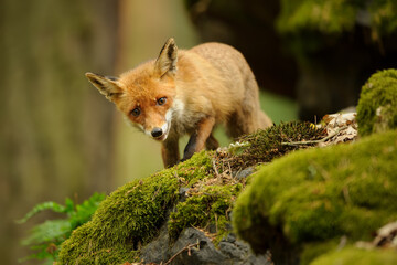 Courious red fox on mossy stony in the forest.