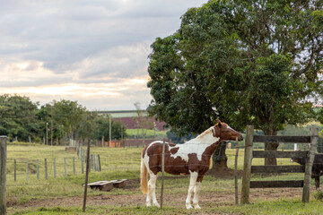 Naklejka na ściany i meble horse in a field