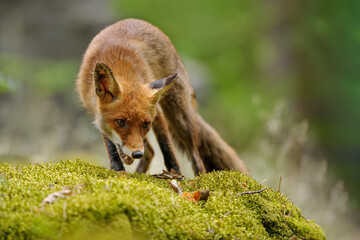 Red fox with open moouth tracking prey on the mossy rock inside her natural forest habitat.
