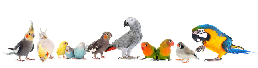 common pet parakeet, African Grey Parrot, lovebirds, Zebra finch and Cockatielin front of white...