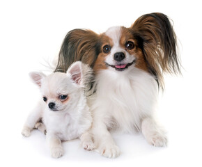 papillon dog and chihuahua in front of white background