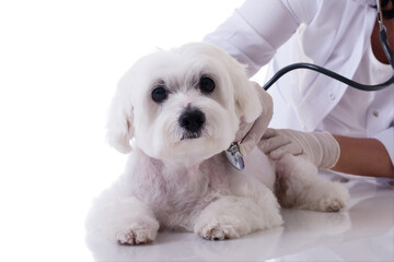 Veterinarian examining a cute maltese dog with a stethoscope on the table close up,isolated over white background