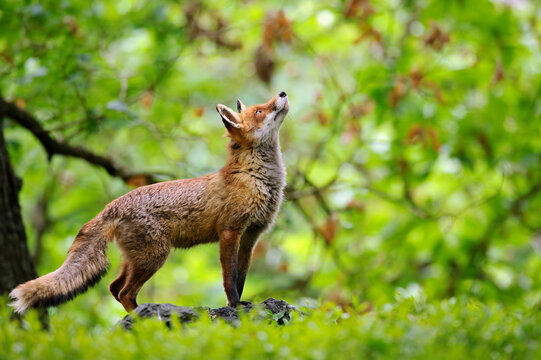 Red fox looking up to the crown of trees in a deciduous forest in a fairy tale stylish photo. Animal theme with clever animal.