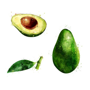Avocado, isolated hand-painted illustration on a white background