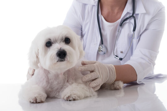 veterinarian examining a cute maltese dog on the table, isolated over white background
