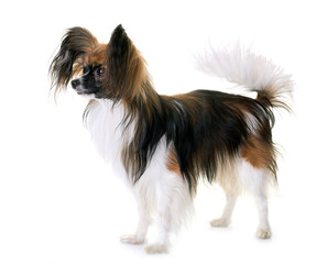 papillon dog in front of white background
