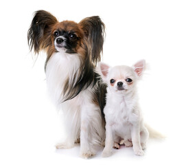 papillon dog and chihuahua in front of white background