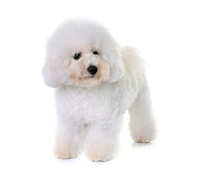 bichon frise in front of white background