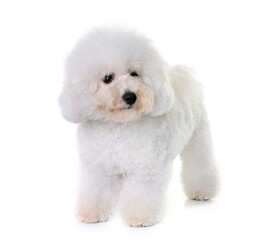 Obraz premium bichon frise in front of white background
