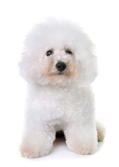 bichon frise in front of white background