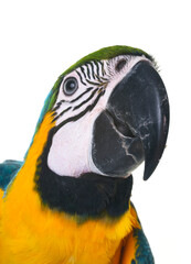 Blue-and-yellow macaw in front of white background