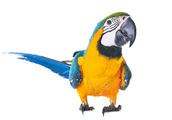 Blue-and-yellow macaw in front of white background