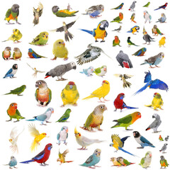 Obraz premium group of parrots in front of white background