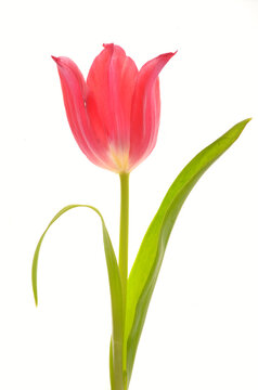 One red tulip isolated on white background