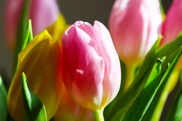 Obraz premium Beautiful Bouquet Pink and Yellow Tulip on Dark Background