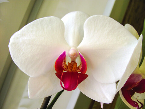 Beautiful white blossom flower orchid close up