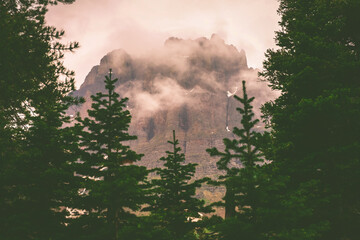 mist in the forest