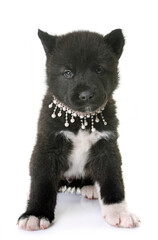 Fototapeta premium puppy american akita in front of white background