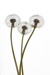 Three dandelions (seed head) on the white background.