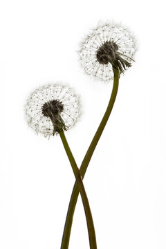 Two dandelions (seed head) on the white background.