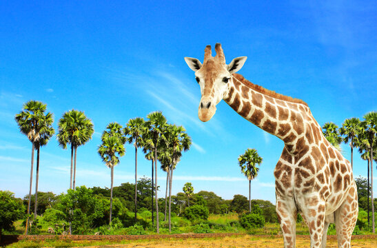 Giraffe on background with palms and blue sky