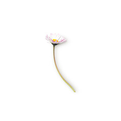 daisy flower with shadow isolated on transparent background  