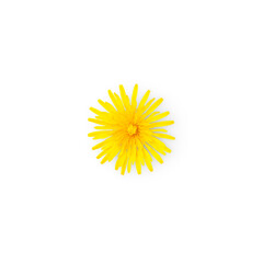 yellow dandelion flower with shadow isolated on transparent background  