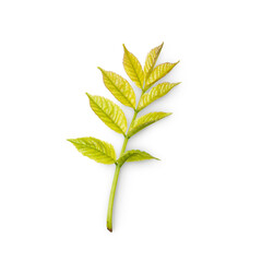 leaf branch with shadow isolated on transparent background  