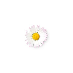 daisy flower with shadow isolated on transparent background  