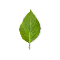 green leaf with shadow isolated on transparent background  