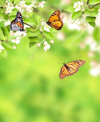 Flowers of apple and monarch butterflies (Danaus plexippus, Nymphalidae). On green background. Copy space for your text