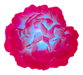neon pink trippy flower isolated on white