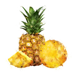 Pineapple, isolated hand-painted illustration on a white background