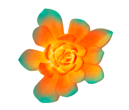 neon orange cyan trippy flower cactus isolated on white