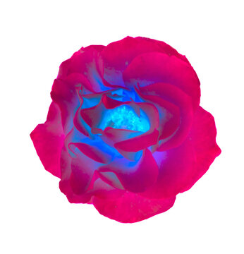 neon pink trippy flower isolated on white