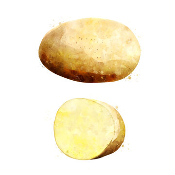 Potato, isolated illustration on a white background