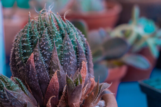 Colecci&oacute;n de cactus ex&oacute;ticos