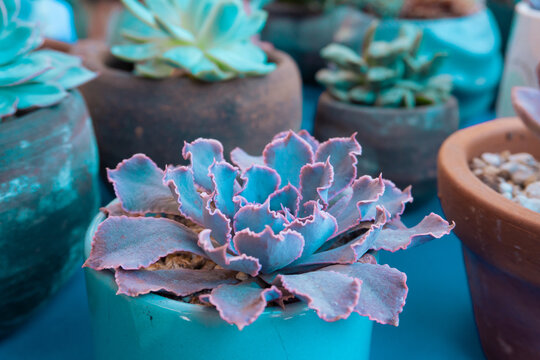 Colecci&oacute;n de cactus ex&oacute;ticos