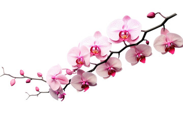 a branch of pink orchids on a transparent background