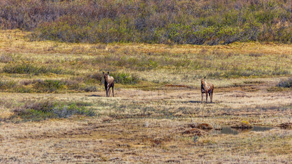 Canada / kluane national park / moose