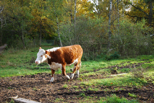 Sunlit brown young cow in a deciduous forest by fall season