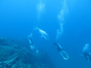 Fototapeta na wymiar Scuba Diving Thailand