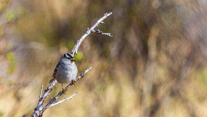 Lapland Longspur / bird / Canada / Yukon