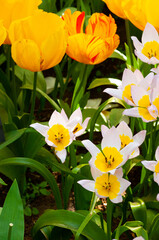 Obraz premium White tulips with a yellow center. View from above, close-up.