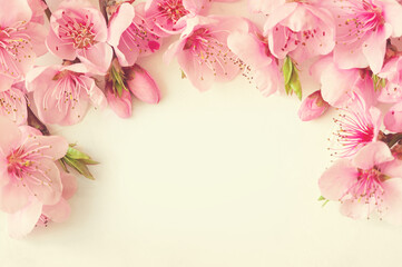 Pink spring background fresh flower on white background.