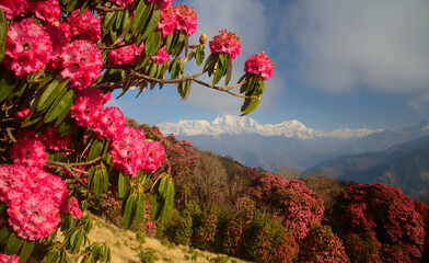 Himalaya Mountains range with red rhododendron flowers in foreground. Poon Hill. Morning scene.