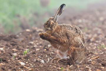 Wild brown hare with eyes closed, having a morning wash in a field with crops just starting to...